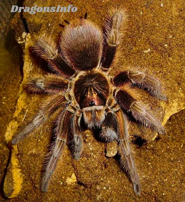 Phormictopus cancerides: The Complete Hispaniolan Giant (Haitian Brown) Tarantula Care Guide
