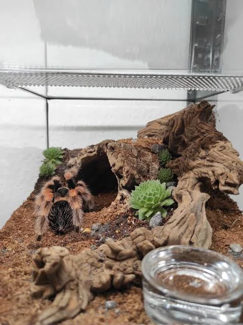 Mexican Red Knee Tarantula Care: Complete Beginner Guide