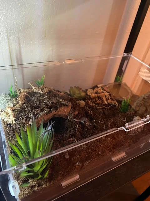 Davus pentaloris: The Complete Guatemalan Tiger Rump Tarantula Care Guide