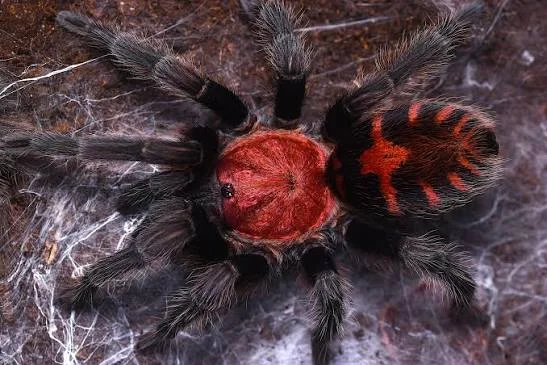 Davus pentaloris: The Complete Guatemalan Tiger Rump Tarantula Care Guide