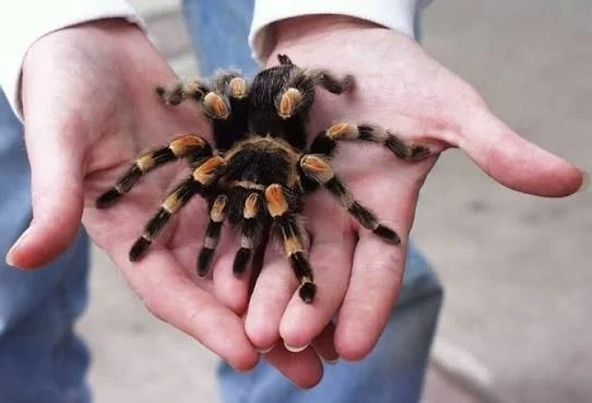 Breeding Mexican Red Knee Tarantulas