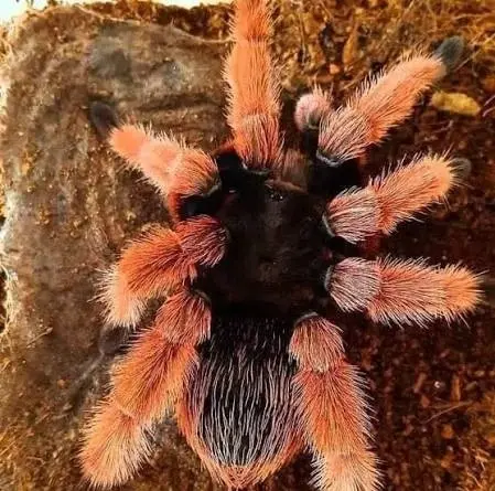 Mexican Pink Tarantula (Brachypelma klaasi): Full Care Guide