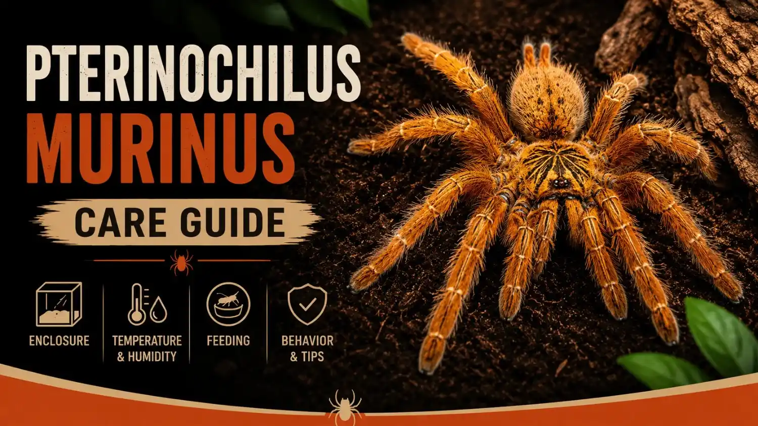 Pterinochilus murinus Care Guide: Enclosure, Feeding, Lifespan & Care Tips (2026)