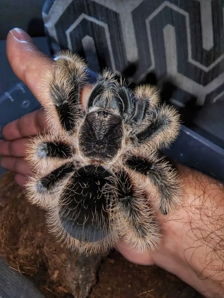 Curly Hair Tarantula Care: The Complete Detailed Guide (2026)