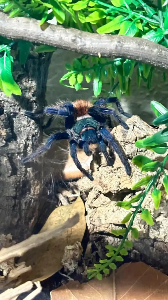Green Bottle Blue Care Guide: Enclosure, Diet & Molting