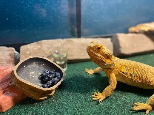 Can Bearded Dragons Eat Blueberries? Safe Feeding Guide