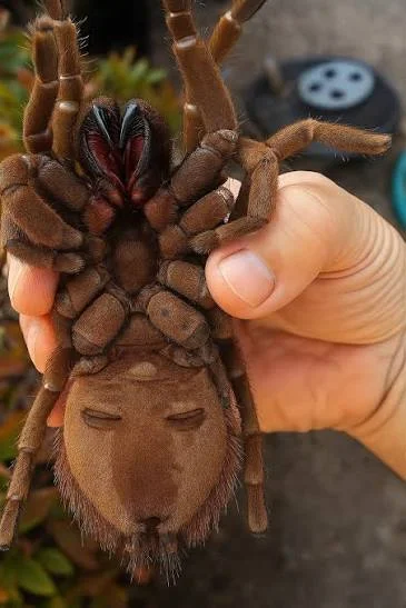 Goliath Birdeater Dangerous to Humans