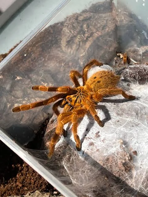 Pterinochilus murinus Care Guide: Enclosure, Feeding, Lifespan & Care Tips (2026)