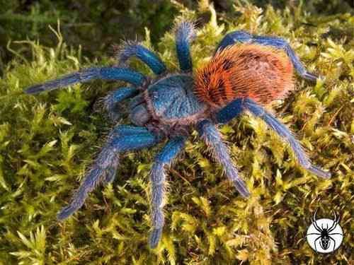 Green Bottle Blue Care Guide: Enclosure, Diet & Molting