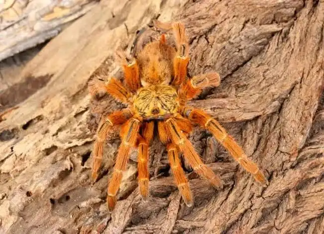 Pterinochilus murinus Care Guide: Enclosure, Feeding, Lifespan & Care Tips (2026)