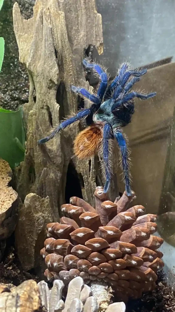 Green Bottle Blue Care Guide: Enclosure, Diet & Molting