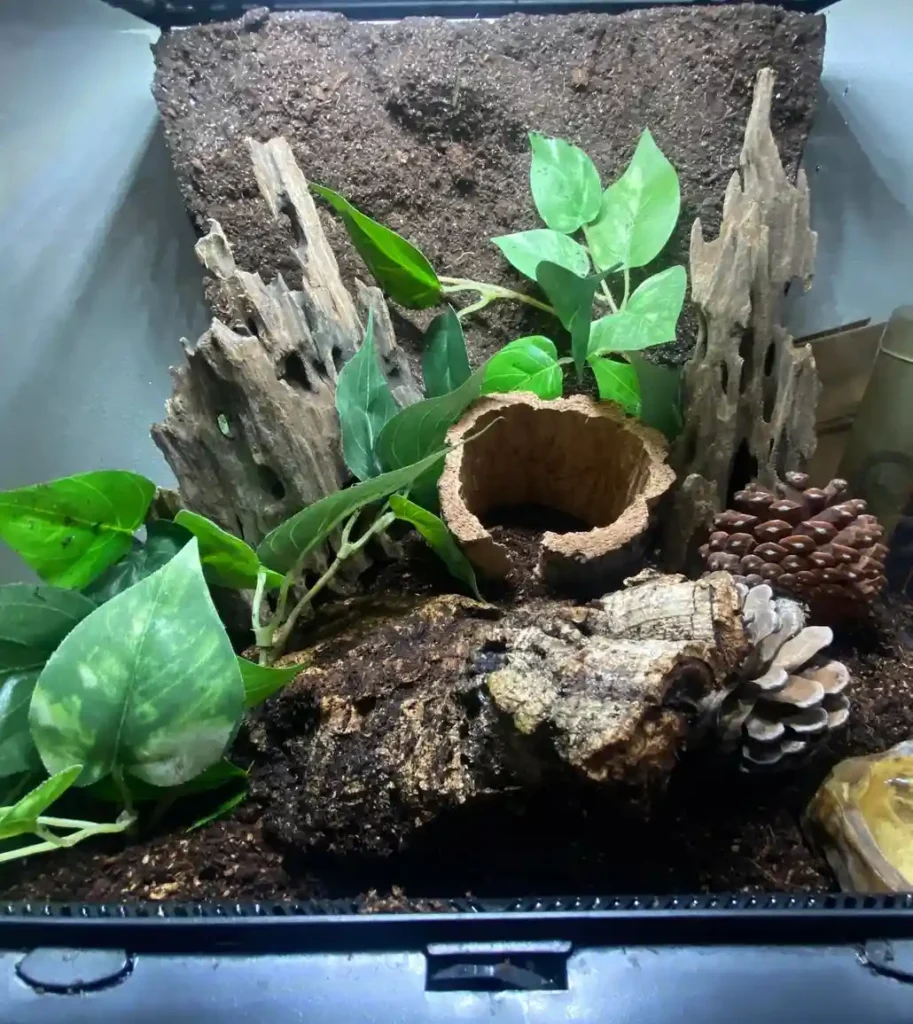 Green Bottle Blue Care Guide: Enclosure, Diet & Molting