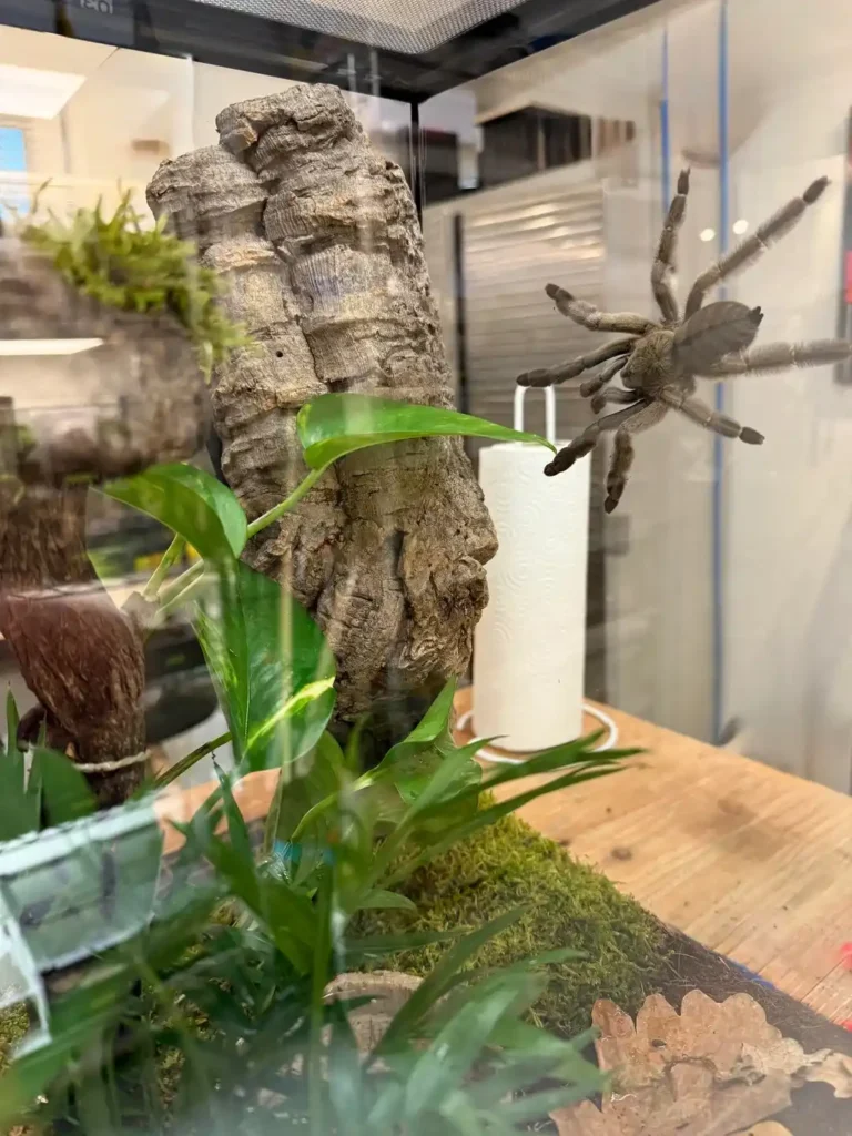 Psalmopoeus cambridgei Care Guide: Enclosure, Feeding, Lifespan & Care Tips (2026)
