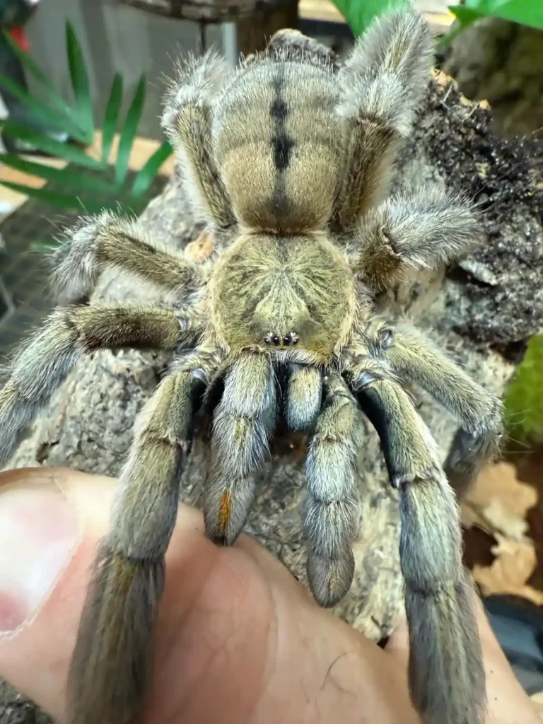 Psalmopoeus cambridgei Care Guide: Enclosure, Feeding, Lifespan & Care Tips (2026)