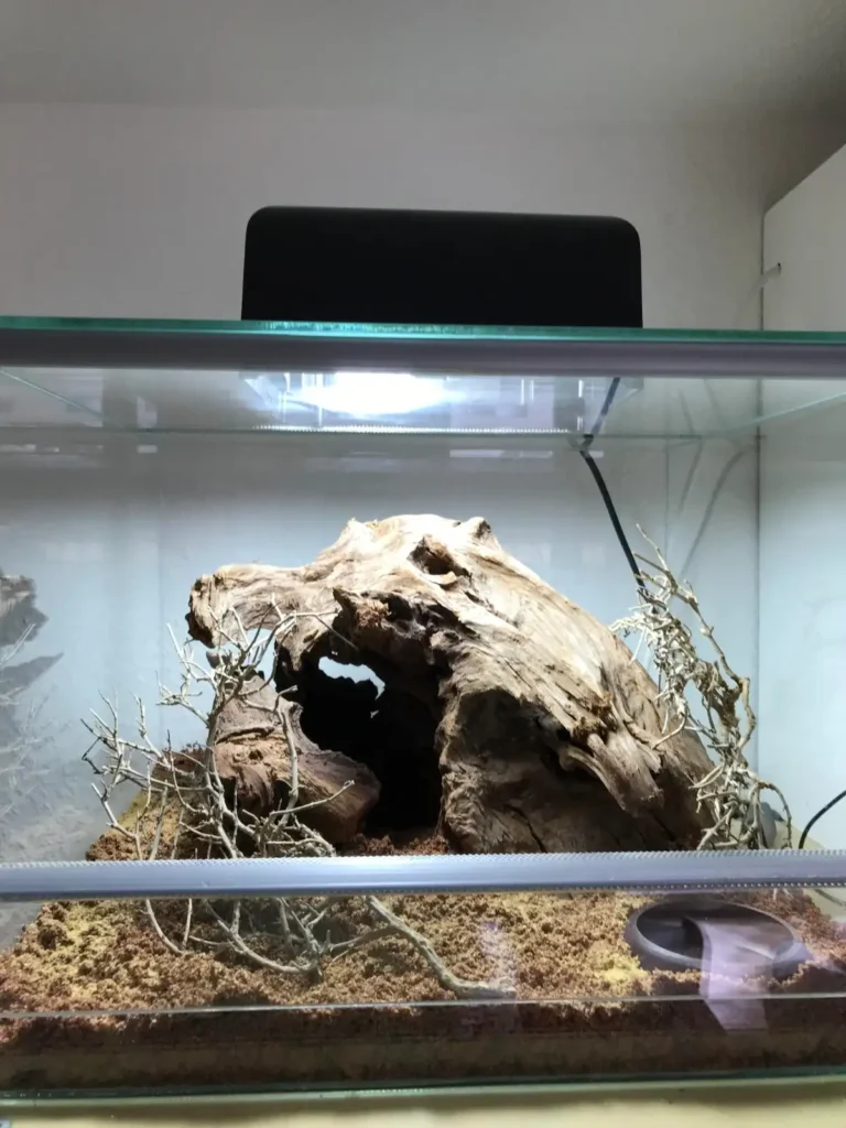 Pterinochilus murinus Care Guide: Enclosure, Feeding, Lifespan & Care Tips (2026)