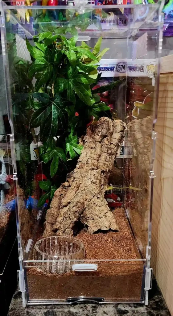 Psalmopoeus cambridgei Care Guide: Enclosure, Feeding, Lifespan & Care Tips (2026)