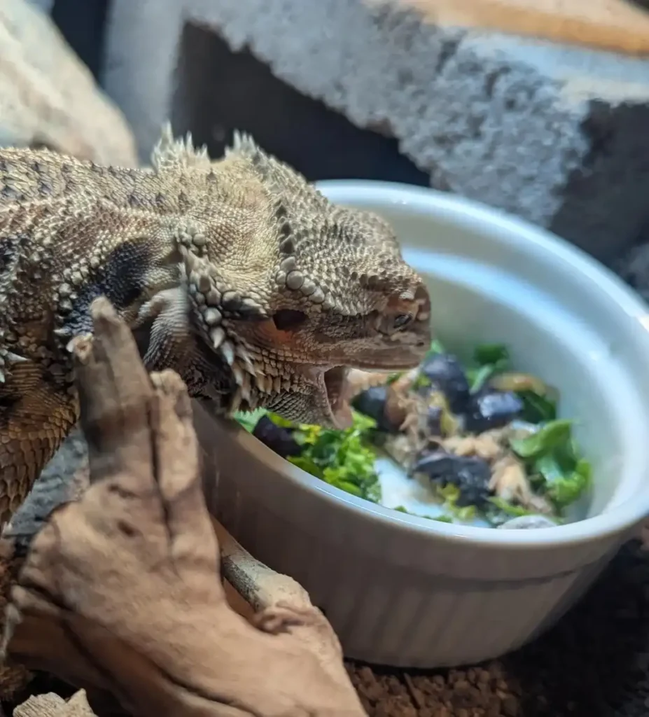 Can Bearded Dragons Eat Blueberries? Safe Feeding Guide